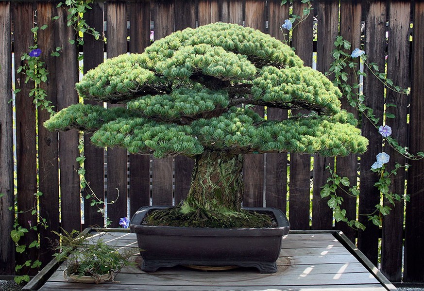 Cây thông trắng Nhật Bản 391 năm tuổi hiện nay là một trong những cây  bonsai cổ lâu đời nhất trong khu vườn thực vật nổi tiếng nước Mỹ. Đây là cây cảnh quý hiếm thuộc sở hữu của nghệ nhân trồng bonsai người Nhật Masaru Yamaki trồng nên.